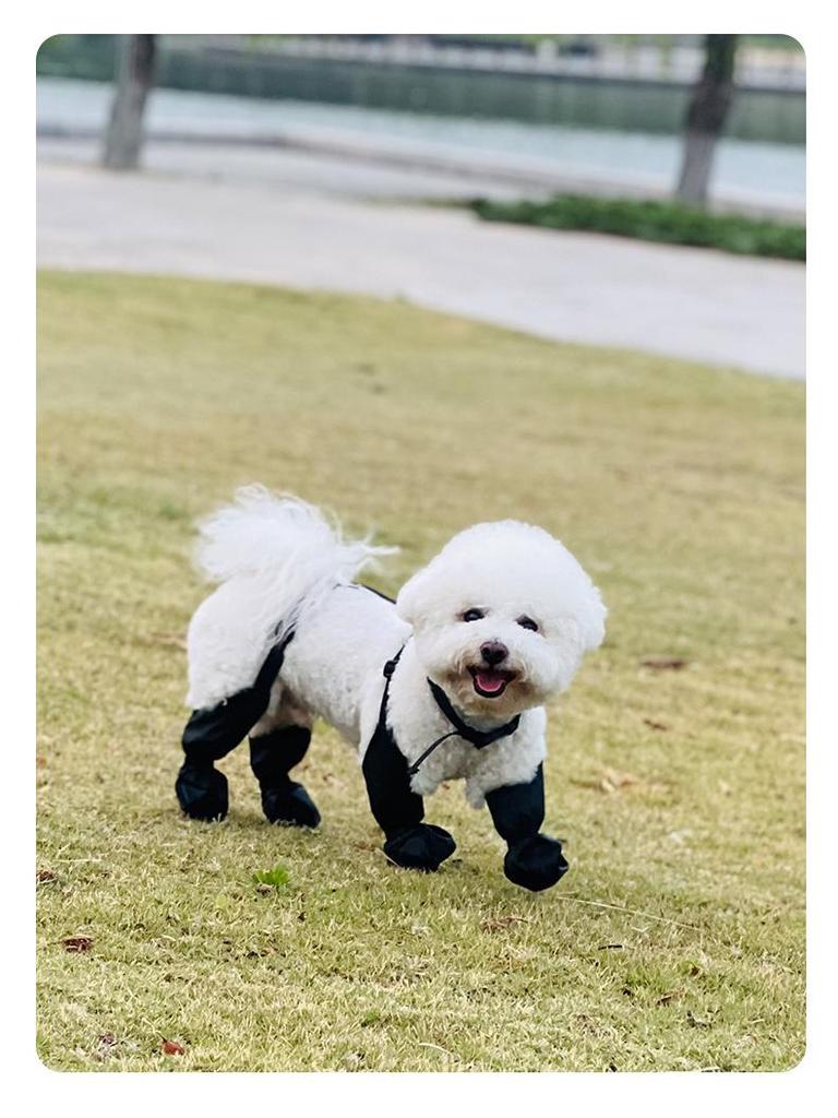 Four Seasons Waterproof Anti-Slip Dog Boots: Durable Pet Shoes for Outdoors