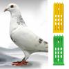 Bird Foot Ring Holder High Durability Large Capacity ABS Pigeon Foot Ring