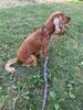 Adjustable Dog Collar Handmade FUZJA Adjustable Dog Collar Handmade FUZJA L: 40-55cm
