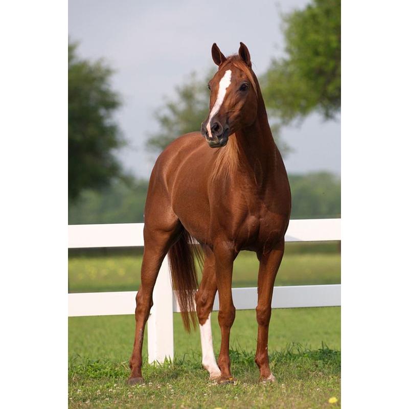 Лошадь DIY 5D алмазная живопись полная круглая дрель животное Алмазная вышивка крестиком мозаичные наборы Смола стены книги по искусству домашний декор