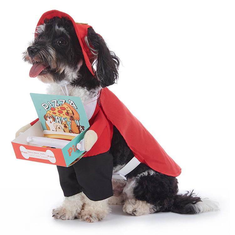 Funny Dog Halloween Costumes: Teddy Schnauzer Thor Transformation Outfit