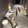 Закрытый Кошачий Туалет с Поддоном Защищающим от Разбрызгивания, Высокобортовый, Закрытый Туалет для Кошек, Большие Кошачьи Лопатки с Тоннелем для Конфиденциальности