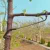 10Pcs Anti-Slip Metal Limb Spreaders Branch Bending Clips  Outdoor Farm Planting