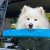 Window Dog Chin Rest, Soft Foam Cushion, Car Dog Chin Cushion, Safe Comfortable Rides, Waterproof Car Dog Accessories for Travel Road Trip Reduces