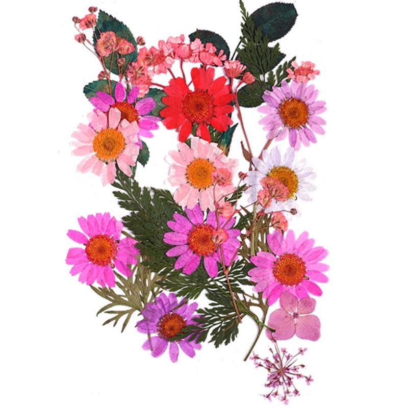 Популярные маленькие 25 шт./пакет, высокое качество, украшение для дома, сушеные цветы, прессованные цветы, консервированные цветы, сделай сам, мини-цветы ручной работы