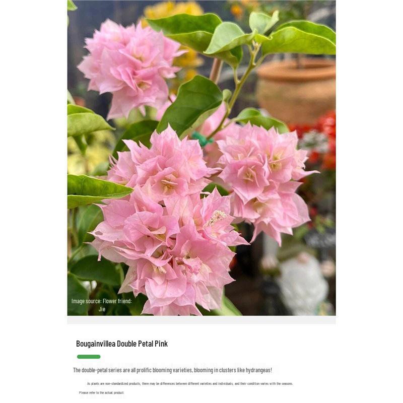 Large Bougainvillea Climbing Plant with Flowers - Indoor/Outdoor Greenery for Balcony and Courtyard