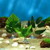 Hammock Resting Oviposition Leaves Aquatic Plants Betta Leaf Fish Tank Plants Simulation