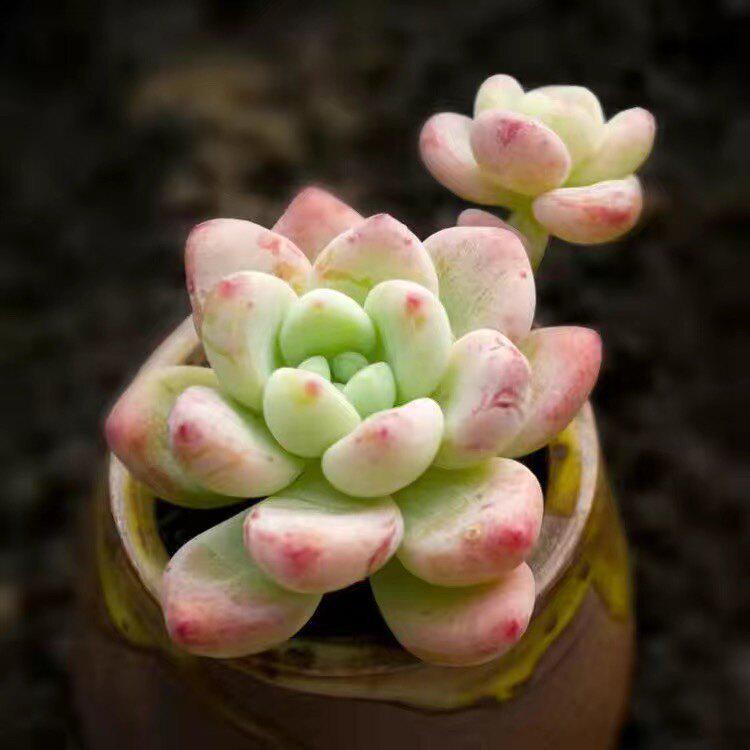 Raul Fragrant Multi-Headed Luoqi Succulent Cluster for Indoor Office Décor