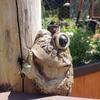 Animal Frog Statue Animals Decor Crafts Decoration Collectible Ornament Sculpture for Outdoor