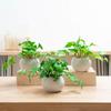 WillingYou Fake Green Tabletop Mini Set with Pot Artificial Houseplants Stylish Interior Goods No Care Required No Watering Office Home Decoration
