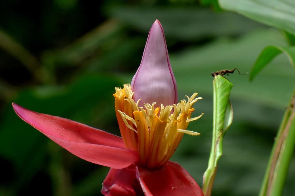 SAFLAX Подарочный набор - Банан Pink Velvet - 8 семян - С подарочной коробкой, карточкой, этикеткой и субстратом для горшков - Musa velutina