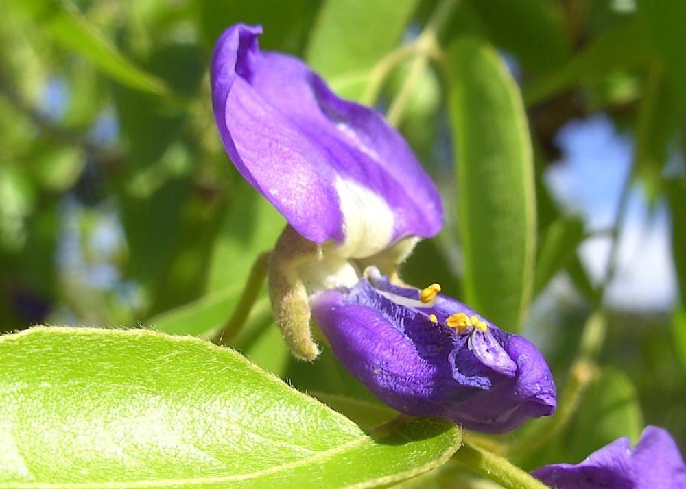 SAFLAX Дерево глицинии африканской - 15 семян - Bolusanthus africanus