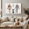 Анатомия человека Тело Орган Кости Картина HD Плакат Картина на холсте Настенная живопись Медицинская школа Гостиная Домашнее украшение Фреска