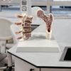 Анатомическая модель остеопороза бедренной кости человека, скелет, дисплей, включающий кость ноги и позвоночник для занятий в классе