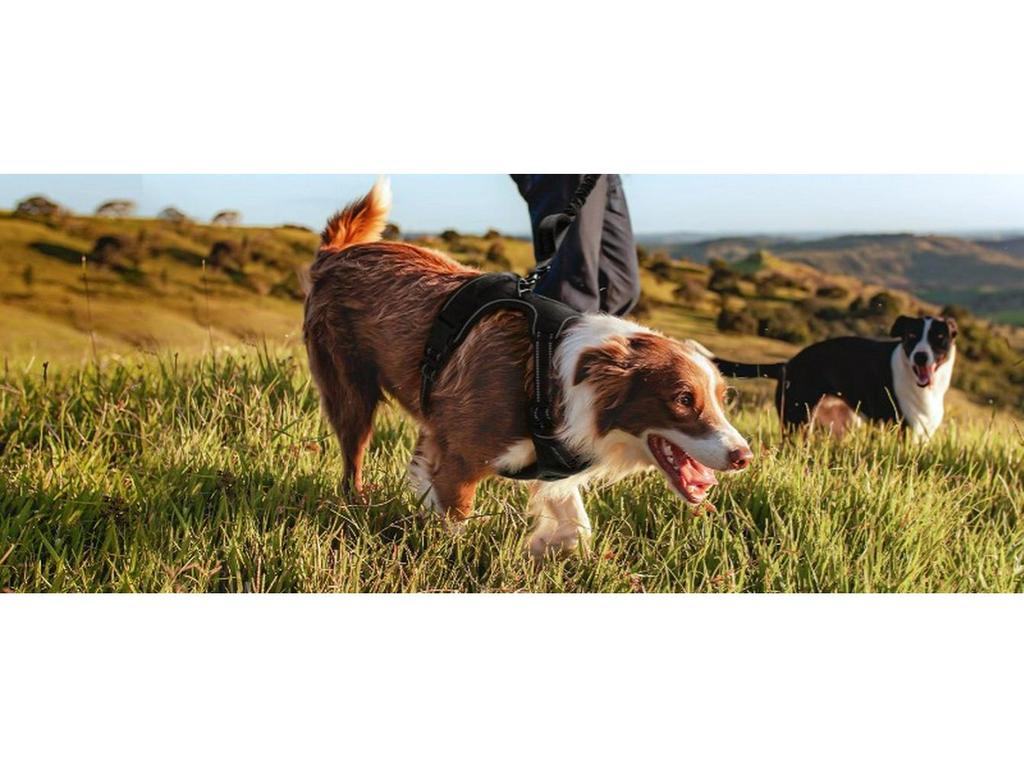 Нейлоновая шлейка для груди и поводок для крупных питомцев