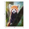 Red Panda Throw Blanket Moving Vintage Sofas Bed linens Blankets