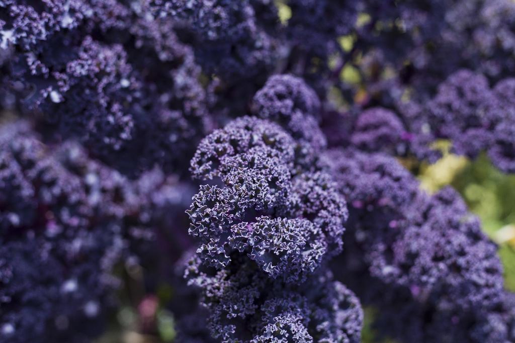 SAFLAX Garden in the Bag - Organic - Капуста - Redbor - 50 семян - С субстратом в подходящем стоячем пакете - Brassica oleracea