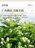 Jieying Jasmine Tea Hengxian Jasmine Flower Tea Canned 250g