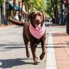 Tape Closure Dog Cooling Scarf Water Activated Dog Heatstroke Prevention Scarf  Summer Outdoor