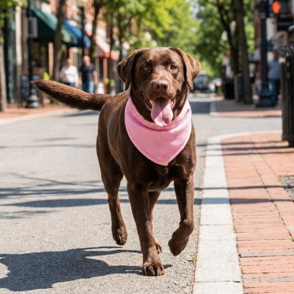 Tape Closure Dog Cooling Scarf Water Activated Dog Heatstroke Prevention Scarf Summer Outdoor