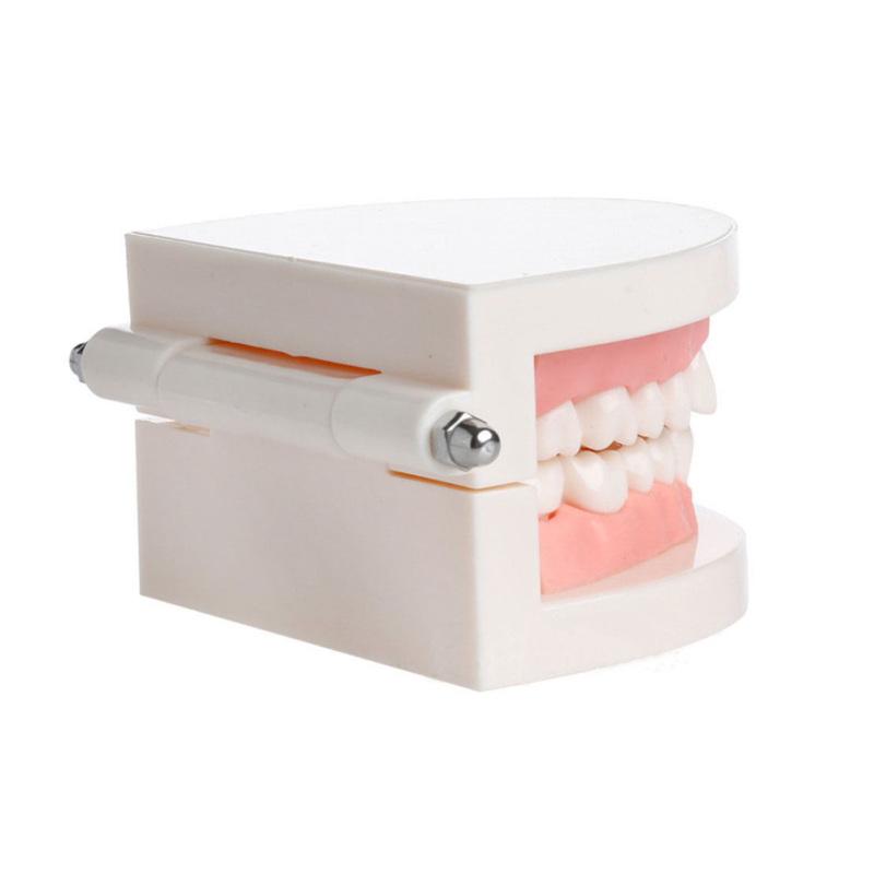 Модель зубного протеза Десны Стандартная модель зубов Audlt Медицинский обучающий инструмент Модель зубов