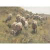 Vintage Sheep Countryside Meadow Scenery Poster Farm Animal Jesus Prints Canvas Painting Wall Art Picture Home Living Room Decor