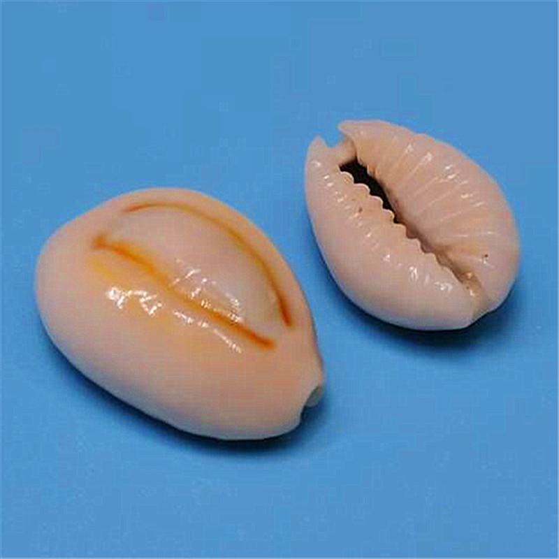 Редкий натуральный экземпляр раковины каури для аквариума или средиземноморского домашнего декора