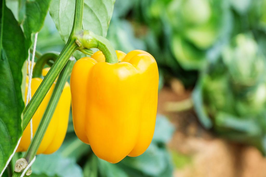 SAFLAX Garden in the Bag - Органический - Перец сладкий - Golden California Wonder - 20 семян - С субстратом в подходящем пакете - Capsicum annuum