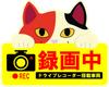 Cute Cat Dash Cam Recording Magnetic Sign Triltoise Cat
