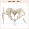 Human Female Pelvis Model Teaching Equipment Skeleton Flexible Hip Bone Pelvic for