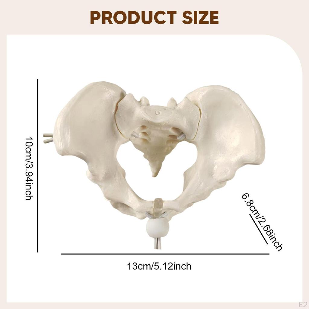 Human Female Pelvis Model Teaching Equipment Skeleton Flexible Hip Bone Pelvic for