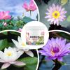 200g Bowl Lotus Explosions Water Special Nutrient Solution Promotes Flowering Fertilizer Hydroponic Fertilizer For Water Lily