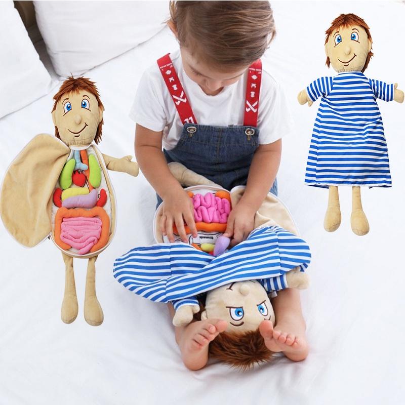 Organ Anatomy Plush Toy Montessori Preschool Teaching Aid