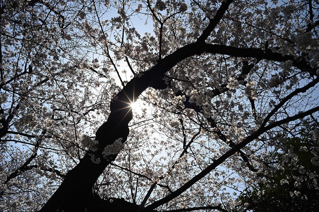 Адаптер крепления Rayqual Leica Nikon Z в 586014 LM-NZ (Линза) M-(камера) (Сделано в Японии)