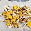 Banchuan Grand Mountain Treasures 10-Variety Mushroom Assortment Gift Box