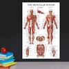 Palace Learning Muscle Skeleton Nervous System Anatomy Poster Set Muscular and Skeletal System Anatomy Charts X 3-Pack - + + - - Laminated, 18" 24"