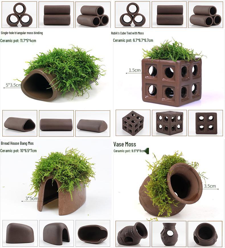 Aquatic Plant Moss Hideaway: Real Plant Jar for Fish & Shrimp