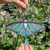 [2D Flat] 1pc Acrylic Sun Catcher with Green and Black Butterfly Design, Perfect for Home, Garden, or Nature Lover's Outdoor Decor, Butterfly Ornament