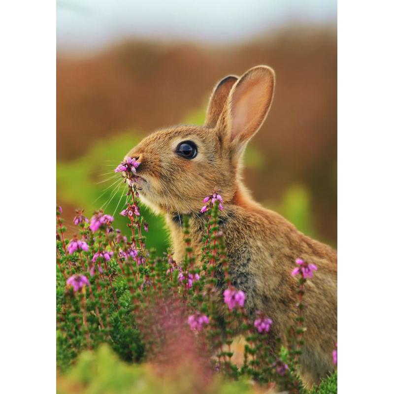 DIY Rabbit 5D Diamond Painting Full Round Drill Animals Diamond Embroidery Cross Stitch Mosaic Resin Wall Art Home Decor Gift