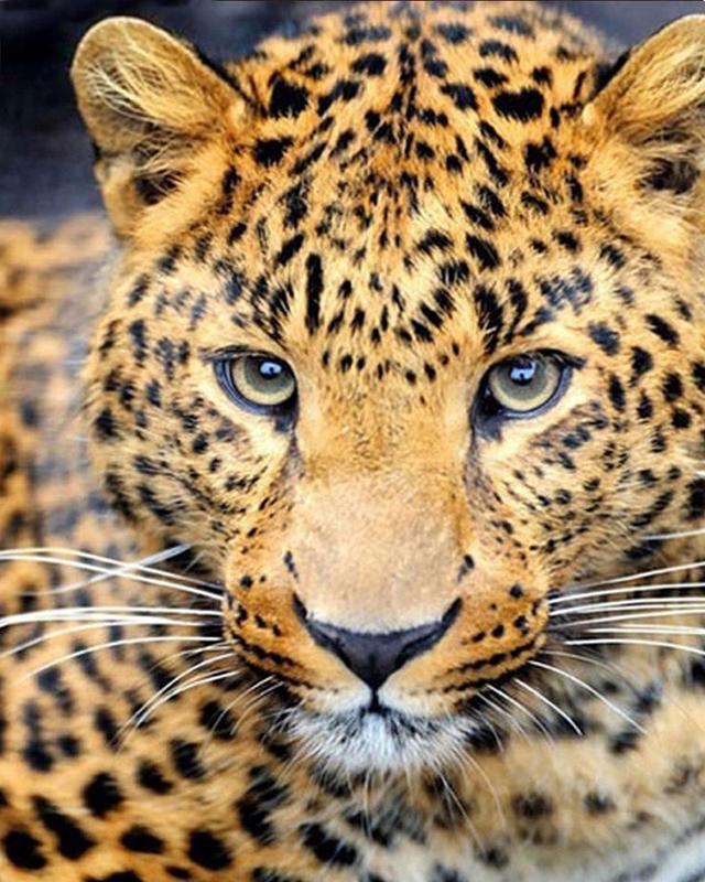 5D DIY Круглая/квадратная алмазная живопись Носорог животное Алмазная вышивка Набор для вышивки крестом Кошка Мозаичная картина Алмазное украшение подарок