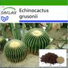 Barrel Cactus / Mother In Law Seat - 40 Seeds - With Potting Substrate for Better Cultivation - Echinocactus Grusonii