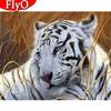 Алмазная мозаика "Тигр альбинос / белый"