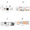 PVC Cat Wall Stickers Cartoon Wallpaper DIY Wall Decals  Window