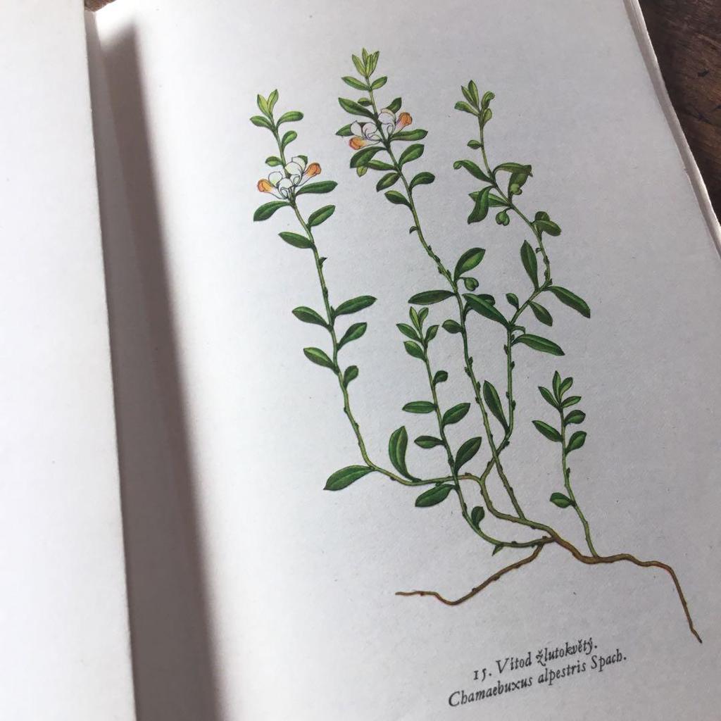 [USED] Czech Plant Encyclopedia Botanical Art Junk Journal