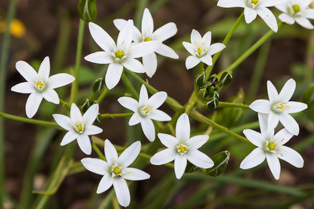 SAFLAX Garden in the Bag - Эдельвейс - 500 семян - С субстратом в подходящем пакете - Leontopodium alpinum