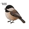 Stress Relief Handicraft Hobby 3D Bird Patchwork Kit, DIY Hummingbird Owl Sewing Needlework Kit for Beginners Handmade Fabric Art Crafting Home
