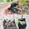 10Pcs Reusable Plant Root Growing Box Cutting Grafting Rooting Ball Garden Rooting Propagation Ball Breeding Equipment