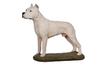 Dogo Argentino - Painted Figurine, Statue, Figure, Made by the Artist, Brand