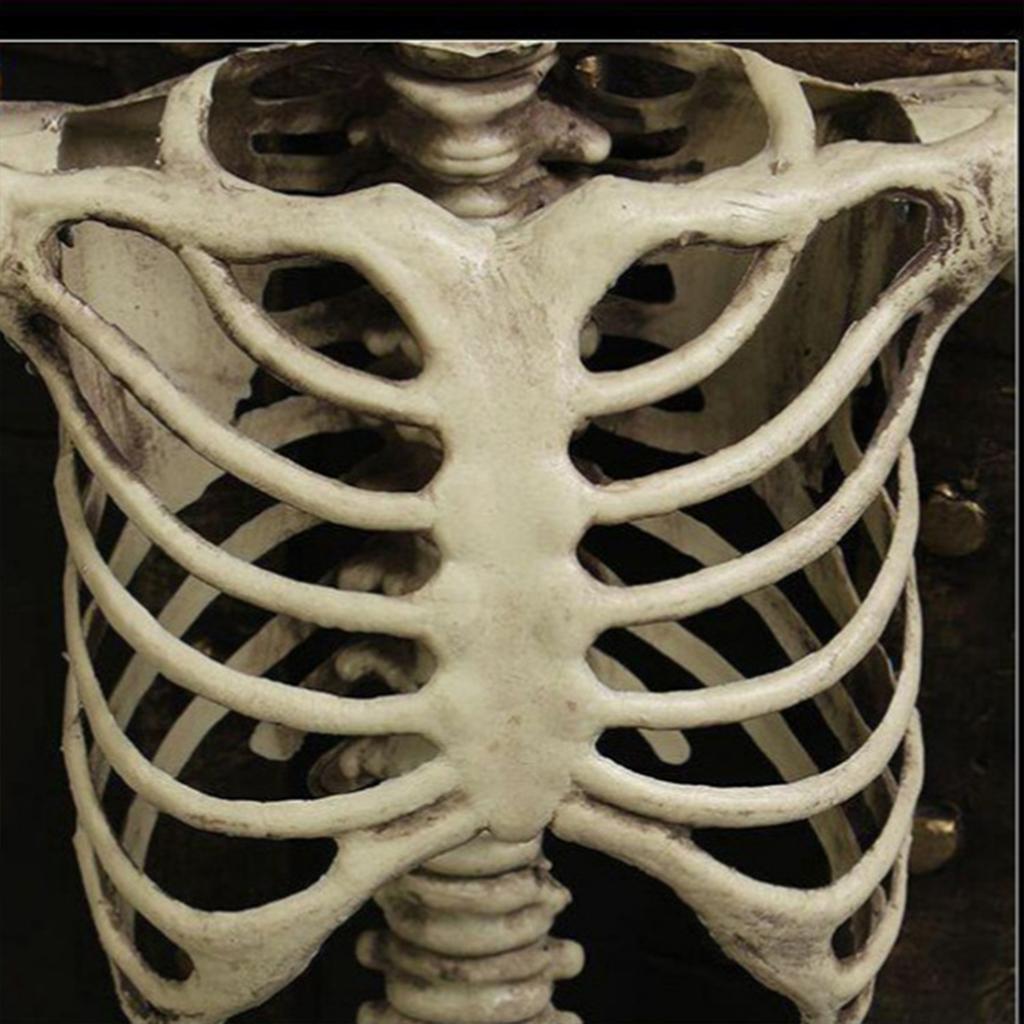 Halloween Movable Skull Skeleton Life Size Full Body Posable Joints Skeletons for Children Girls Boys Party Gift
