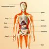 Human Body Model, Children'S Toy, Stem, Cognitive Science And Education, Puzzle Organ Assembly, Skeleton Toy